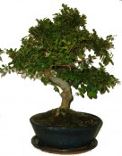 Ulmus parvifolia - čínský jilm pokojová bonsaje 226 (1/2)