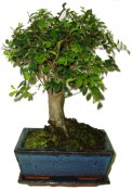 Ulmus parvifolia - čínský jilm pokojová bonsaje 226 (2/2)