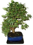 Ulmus parvifolia - čínský jilm pokojová bonsaje 507