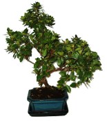 Venkovní bonsaje - Azalka - Rhododendron 712