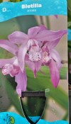 Vodní rostlina- Bletilla striata – Bletilla pruhovaná