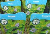 Vodní rostliny -  Bacopa Caroliniana