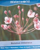 Vodní rostliny - Botomus Umbellatus (Šmel okoličnatý) (1/2)