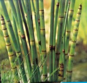 Vodní rostliny - Equisetum japonicum (Přeslička japonská)