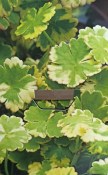 Vodní rostliny -  Hydrocotyle Novae Zelandiae
