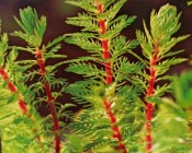 Vodní rostliny - Myriophilum Spicatum