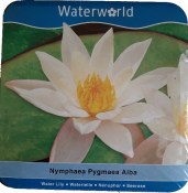 Vodní rostliny - Nymphaea Pygmaea Alba (Vodní leknín) (1/2)