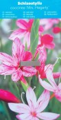 Vodní rostliny - Schizostylus major (Říční lilie)
