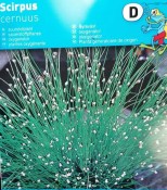 Vodní rostliny - Scirpus cernuus