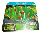 Vodní rostliny - Typha minima (Orobinec nejmenší) (1/2)