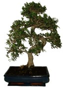 Zelkova 022 - pokojové bonsaje 