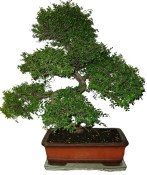 Zelkova 024 - pokojové bonsaje 