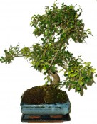 Zelkova 052 - pokojová bonsaj