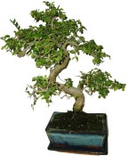 Zelkova 095 - pokojové bonsaje 