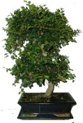Zelkova 099 - pokojové bonsaje