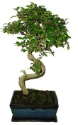 Zelkova 114 - pokojové bonsaje 