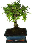 Zelkova 122 - pokojové bonsaje