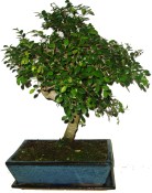 Zelkova 122 - pokojové bonsaje