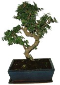 Zelkova 161 - pokojové bonsaje 