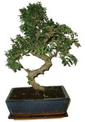 Zelkova 163 - pokojové bonsaje 