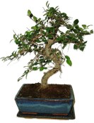 Zelkova 178 - pokojové bonsaje 