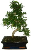 Zelkova 184 - pokojové bonsaje