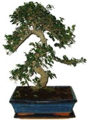 Zelkova 185 - pokojové bonsaje 
