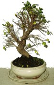 Zelkova 197 - pokojové bonsaje
