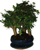 Zelkova 202 - stromořadí - pokojová bonsaj 