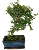 Zelkova 206 - pokojové bonsaje 