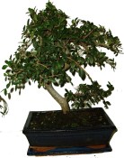 Zelkova 275 - pokojové bonsaje