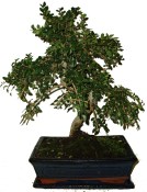 Zelkova 293 - pokojové bonsaje