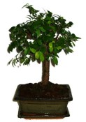 Zelkova 306 - pokojové bonsaje