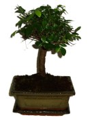 Zelkova 310 - pokojové bonsaje 