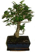 Zelkova 311 - pokojové bonsaje