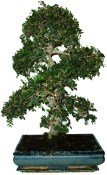 Zelkova 319 - pokojová bonsai