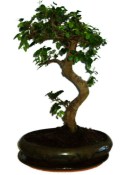 Zelkova 356 - pokojové bonsaje 