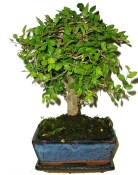 Zelkova 357 - pokojové bonsaje