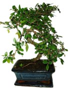 Zelkova 363 - pokojové bonsaje 