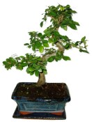 Zelkova 365 - pokojové bonsaje 