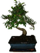 Zelkova 388 - pokojové bonsaje 