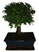 Zelkova 390 - pokojové bonsaje 