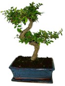 Zelkova 391 - pokojové bonsaje 