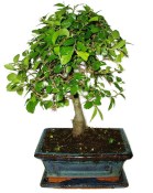 Zelkova 410 - pokojové bonsaje 