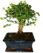 Zelkova 411 - pokojové bonsaje 