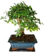 Zelkova 412 - pokojové bonsaje 