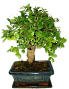 Zelkova 415 - pokojové bonsaje 
