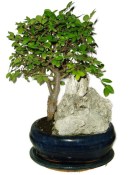 Zelkova 426 - pokojové bonsaje 