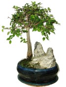 Zelkova 427 - pokojové bonsaje 