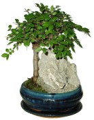 Zelkova 429 - pokojové bonsaje 